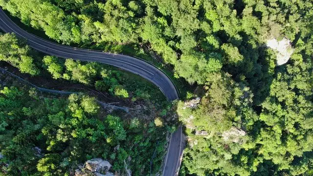 Green forest with a road