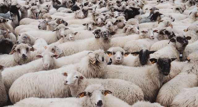 a herd of sheeps
