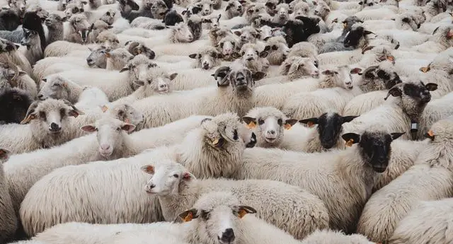 a herd of sheeps